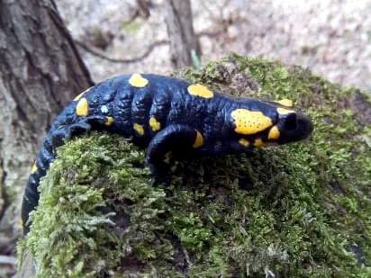 Šareni daždevnjak (Salamandra salamandra)