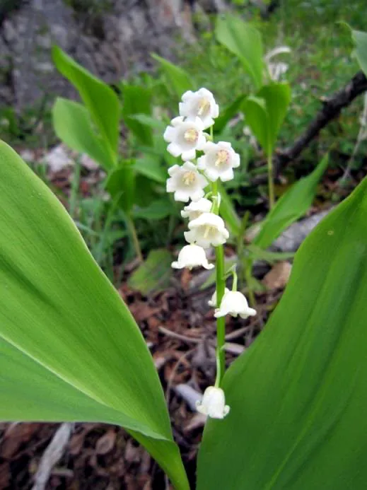 Đurđevak (Convallaria majalis)