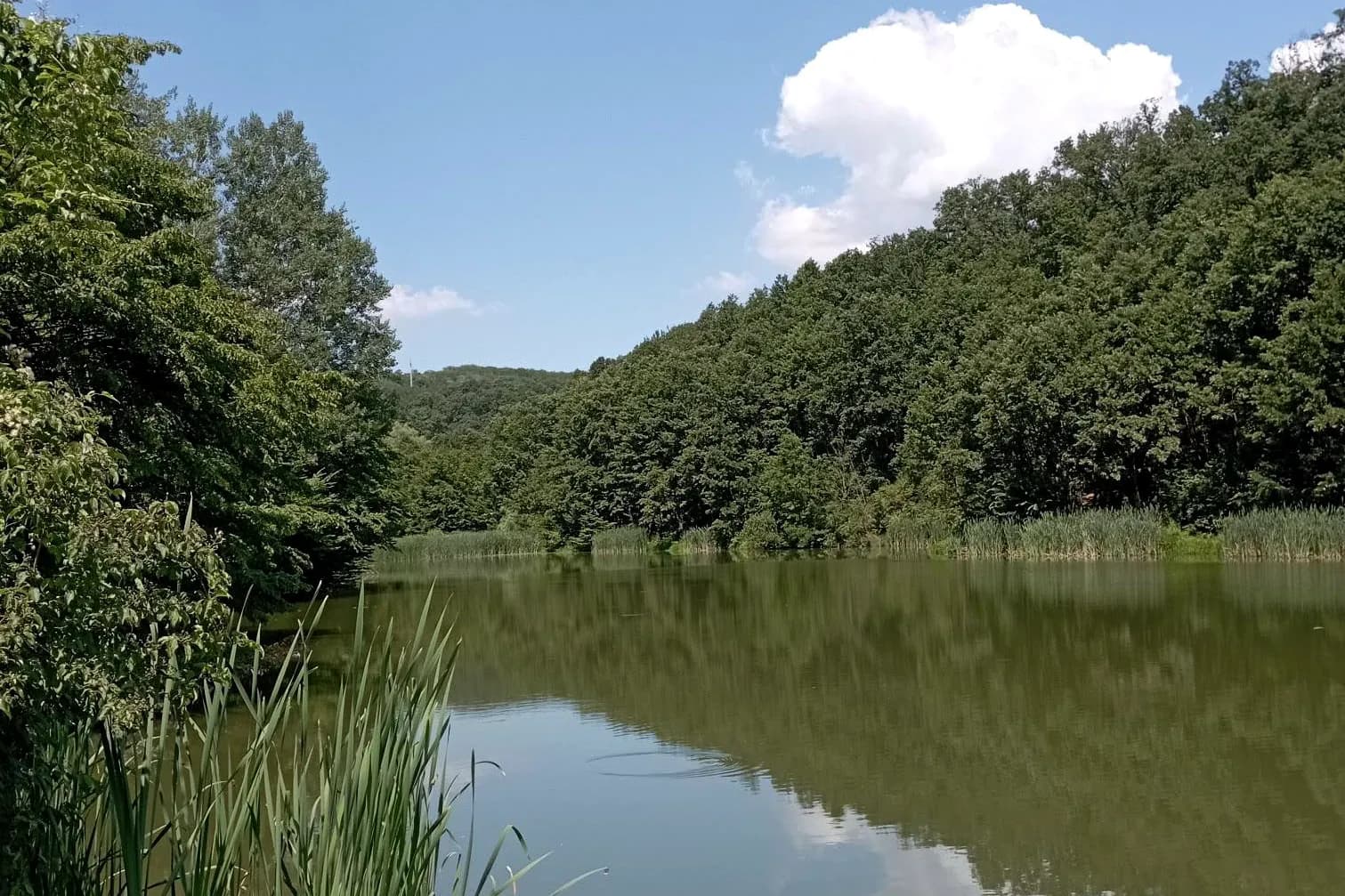 Jezero Bela reka okruženo hrastovom šumom