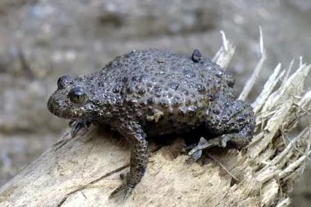 Žutotrbi mukač (Bombina variegata) na kamenu