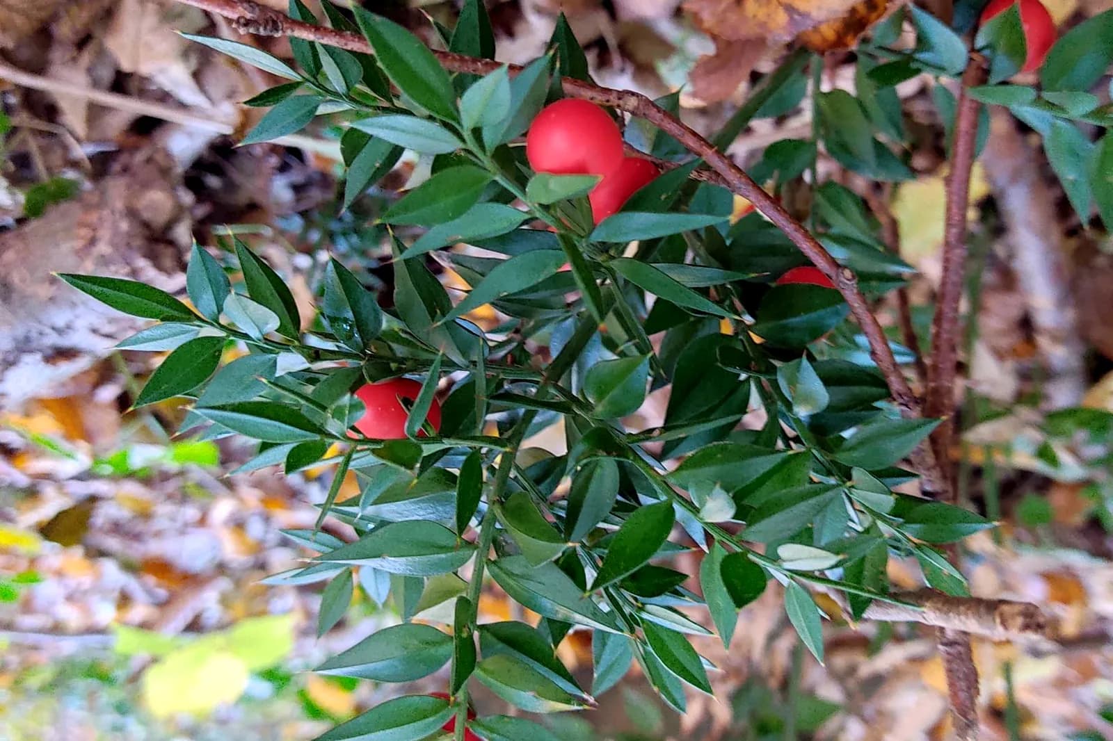 Kostrika (Ruscus aculeatus) sa crvenim bobicama